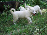 cuccioli di cane da pecora italiano